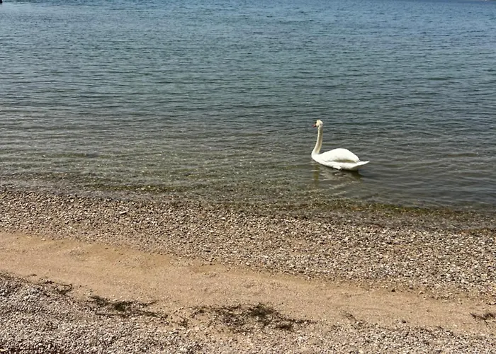 Apartman Olive House *